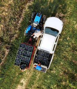 Vendemmia: cassette d'uva caricate su auto e trattore ad Agri Segretum